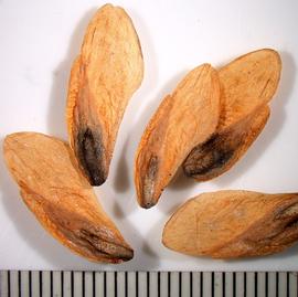  Seeds:  Calocedrus decurrens ; Photo by A. Margina, USDA APHIS PPQ, imageID.idtools.org
